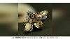 Creative Cute Bee Brooch Fashion Crystal Insect Rhinestone Corsage Women Coat Suit Accessories Pin V