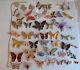 Vtg Articulate Colorful Butterfly Rhinestone Enamel Signed Pins Brooch Lot 49Pc